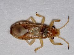 Thaumastocoridae